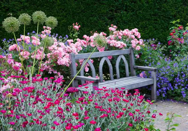 Planting Roses, Rose Gardening, Designing with Roses, English Roses, Garden retreat, garden roses, Rose bushes, English Roses, Rose Scepter'd Isle, Rose Princess Alexandra of Kent, Rose Campion, Lychnis Coronaria, Geranium Rozanne, Alliums, Allium Purple