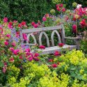 Planting Roses, Rose Gardening, Designing with Roses, English Roses, Garden retreat, garden roses, Rose bushes, English Roses, Rose Darcey Bussell, Rose Munstead Wood, Rose Lady of Megginch, Lady's Mantle, Alchemilla Mollis, Nepeta Walker's Low, Catmint,