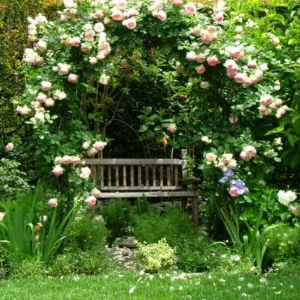 Garden ideas, arbor ideas, pergola ideas, bench ideas, climbing rose idea, Rose 'Meiviolin', Climbing Rose 'Meiviolin', Rosa 'Eden Rose '88', Rosa 'Eden Rose '85', Rosa 'Pierre de Ronsard', Rosa 'Eden Climber', Climbing Hybrid Tea Rose 'Meiviolin', Pink r