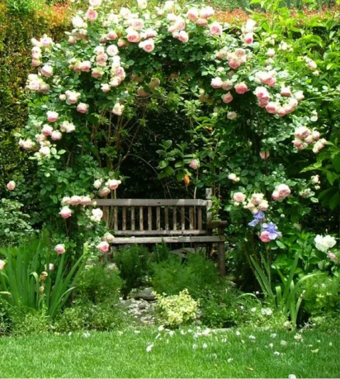 Garden ideas, arbor ideas, pergola ideas, bench ideas, climbing rose idea, Rose 'Meiviolin', Climbing Rose 'Meiviolin', Rosa 'Eden Rose '88', Rosa 'Eden Rose '85', Rosa 'Pierre de Ronsard', Rosa 'Eden Climber', Climbing Hybrid Tea Rose 'Meiviolin', Pink r