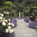 Fragrant path ideas, Path ideas, Nepeta racemosa, Persian Catmint, English Roses, low maintenance path ideas, Golden Rose Walk, National Trust