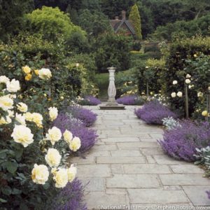 Fragrant path ideas, Path ideas, Nepeta racemosa, Persian Catmint, English Roses, low maintenance path ideas, Golden Rose Walk, National Trust