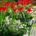 Spring Borders, Bulb Combinations, Perennial Combinations, Anemone blanda 'White Splendour',Hyacinth Carnegie,Hyacinthus Carnegie',Muscari botryoides 'Album',Muscari Album,Tulip 'Dyanito',Tulipa 'Dyanito'