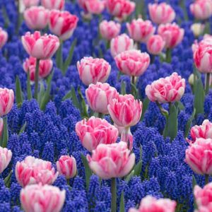 Spring Borders, Bulb Combinations, Perennial Combinations, Tulip Foxtrot, Tulipa Foxtrot, Muscari Armeniacum, Pink Tulips, Grape Hyacinth