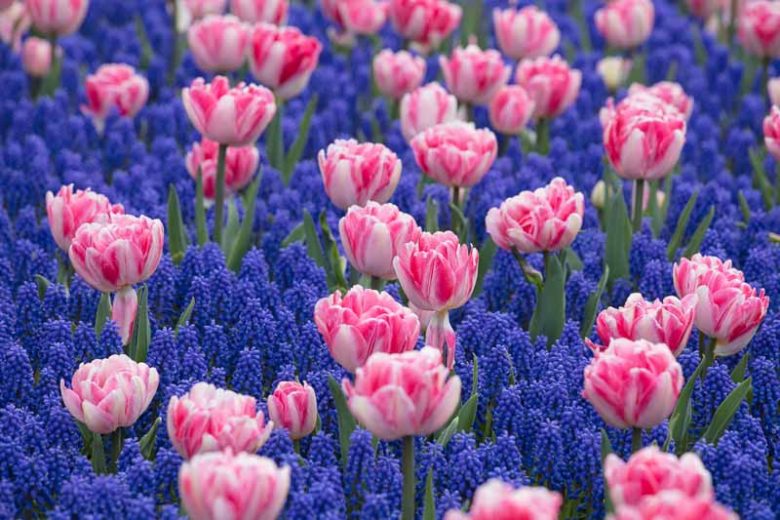 Spring Borders, Bulb Combinations, Perennial Combinations, Tulip Foxtrot, Tulipa Foxtrot, Muscari Armeniacum, Pink Tulips, Grape Hyacinth