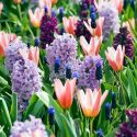 Spring Borders, Bulb Combinations, Perennial Combinations, Tulip Heart's Delight, Hyacinth Woodstock, Hyacinth Splendid Cornelia, Muscari Latifolium, Spring Border Idea, Early spring border