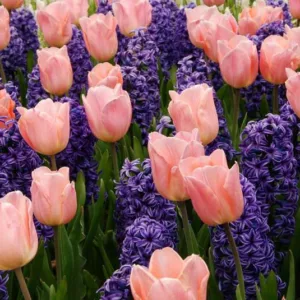 Spring Combination Ideas, Bulb Combinations, Plant Combinations, Flowerbeds Ideas, Spring Borders, Tulip Apricot Beauty, Hyacinth 'Blue Jacket, Tulipa Apricot Beauty, Hyacinthus Orientalis, Blue Hyacinth, Tulipe Apricot Beauty, Jacinthe Blue Jacket