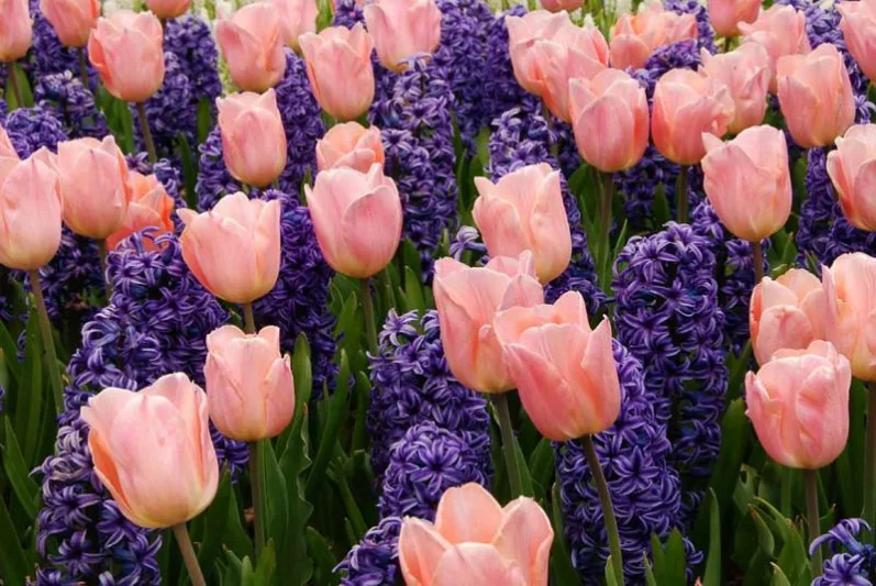 Spring Combination Ideas, Bulb Combinations, Plant Combinations, Flowerbeds Ideas, Spring Borders, Tulip Apricot Beauty, Hyacinth 'Blue Jacket, Tulipa Apricot Beauty, Hyacinthus Orientalis, Blue Hyacinth, Tulipe Apricot Beauty, Jacinthe Blue Jacket