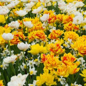 Spring Combination Ideas, Bulb Combinations, Plant Combinations, Flowerbeds Ideas, Spring Borders, Tulip Monte Carlo, Tulip Monsella, Tulip Mondial, Narcissus Jack Snipe,  Tulipa Monte Carlo, Tulipa Monsella, Tulipa Mondial, Daffodil Jack Snipe