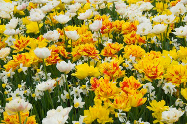 Spring Combination Ideas, Bulb Combinations, Plant Combinations, Flowerbeds Ideas, Spring Borders, Tulip Monte Carlo, Tulip Monsella, Tulip Mondial, Narcissus Jack Snipe,  Tulipa Monte Carlo, Tulipa Monsella, Tulipa Mondial, Daffodil Jack Snipe
