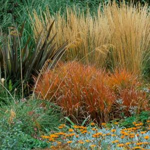 Garden Ideas, Border ideas, Perennial Planting, Perennial combination, Summer Borders, Fall Borders, Phormium tenax purpureum, Phormium Wildwood, Calamagroastis acutiflora, Feathergrass, Kniphofia Percy's Pride, Red Poker, Torch Lily, Imperata rubra