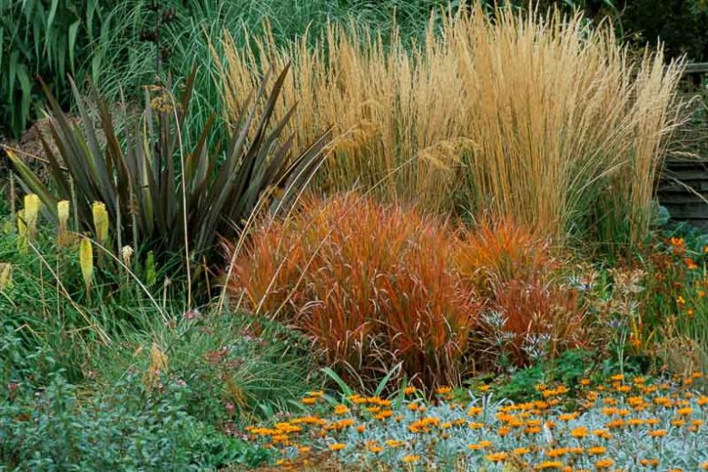Garden Ideas, Border ideas, Perennial Planting, Perennial combination, Summer Borders, Fall Borders, Phormium tenax purpureum, Phormium Wildwood, Calamagroastis acutiflora, Feathergrass, Kniphofia Percy's Pride, Red Poker, Torch Lily, Imperata rubra