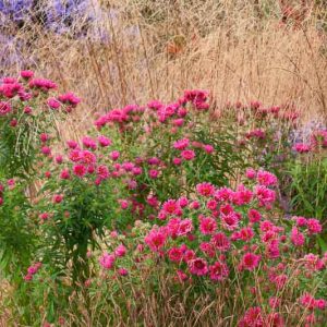 Garden ideas, Border ideas, Plant Combinations, Flowerbeds Ideas, Summer Borders, Fall borders, Asters, New England Aster, Aster monch, Aster Frikartii, Rudbeckia Goldsturm, Rudbeckia Fulgida