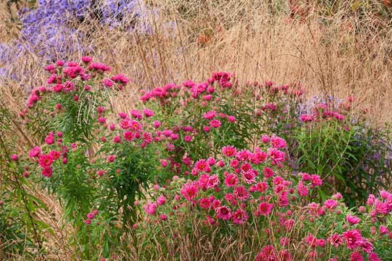 Garden ideas, Border ideas, Plant Combinations, Flowerbeds Ideas, Summer Borders, Fall borders, Asters, New England Aster, Aster monch, Aster Frikartii, Rudbeckia Goldsturm, Rudbeckia Fulgida