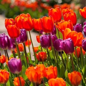 Spring Combination Ideas, Bulb Combinations, Plant Combinations, Flowerbeds Ideas, Spring Borders,Tulip Cassini,Tulip Negrita,Tulip Hermitage, Tulip Purple Flag, Tulipa Cassini,Tulipa Negrita,Tulipa Hermitage, Tulipa Purple Flag