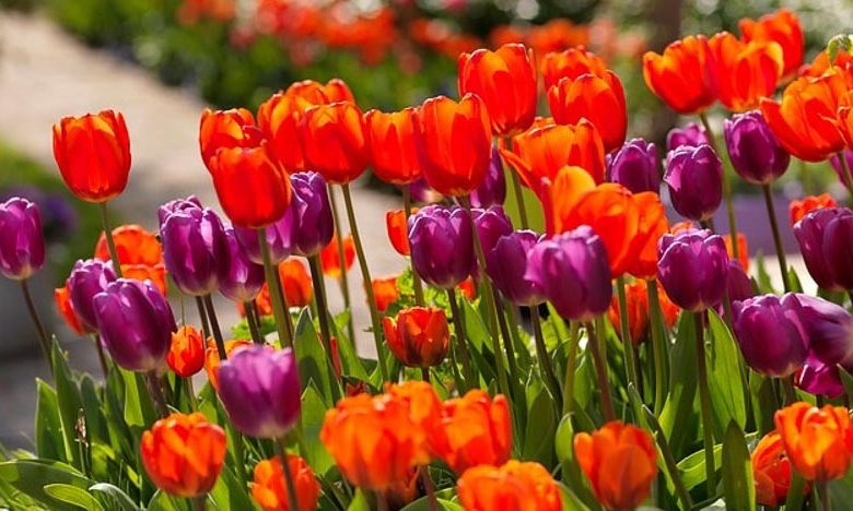 Spring Combination Ideas, Bulb Combinations, Plant Combinations, Flowerbeds Ideas, Spring Borders,Tulip Cassini,Tulip Negrita,Tulip Hermitage, Tulip Purple Flag, Tulipa Cassini,Tulipa Negrita,Tulipa Hermitage, Tulipa Purple Flag