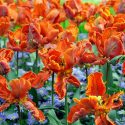 Spring Combination Ideas, Bulb Combinations, Plant Combinations, Flowerbeds Ideas, Spring Borders, Tulip Apricot Parrot, Tulip Bright Parrot, Tulip Professor Rontgen, anemone blanda Blue Shades