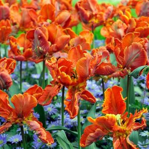 Spring Combination Ideas, Bulb Combinations, Plant Combinations, Flowerbeds Ideas, Spring Borders, Tulip Apricot Parrot, Tulip Bright Parrot, Tulip Professor Rontgen, anemone blanda Blue Shades