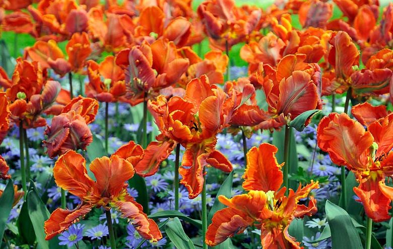 Spring Combination Ideas, Bulb Combinations, Plant Combinations, Flowerbeds Ideas, Spring Borders, Tulip Apricot Parrot, Tulip Bright Parrot, Tulip Professor Rontgen, anemone blanda Blue Shades