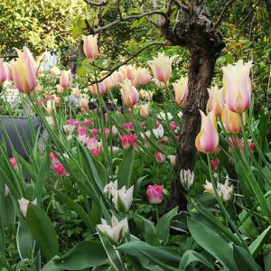 Spring Combination Ideas, Bulb Combinations, Plant Combinations, Flowerbeds Ideas, Spring Borders, Tulip Dreamland, Tulip 'Queen of Night',Tulip 'Elegant Lady',Tulip 'China Town'