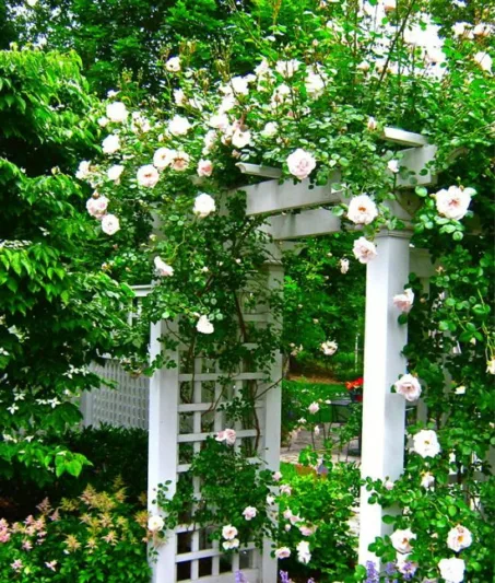 Garden ideas, arbor, pergola, climbing roses, Rose New Dawn, Rosa New Dawn, fragrant climbing roses, garden structure, Liquidscape, AGM roses