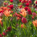 Spring Combination Ideas, Bulb Combinations, Plant Combinations, Flowerbeds Ideas, Spring Borders,Tulip Ballerina, Tulip Ile de France, Persian Lily,Tulipa Ballerina, Tulipa Ile de France,Fritillaria Persica