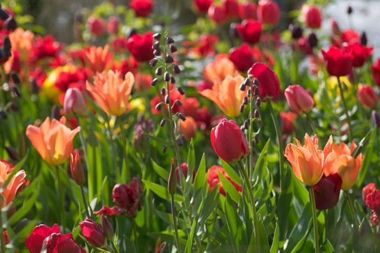 Spring Combination Ideas, Bulb Combinations, Plant Combinations, Flowerbeds Ideas, Spring Borders,Tulip Ballerina, Tulip Ile de France, Persian Lily,Tulipa Ballerina, Tulipa Ile de France,Fritillaria Persica