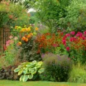 Garden Ideas, Border ideas, Perennial Planting, Perennial combination, Summer Borders, Fall Borders, Sneezweed, Helenium Moerheim Beauty, Dahlia Ambition, Verbena, Penstemon, salvia nemorosa , Hosta, Heuchera