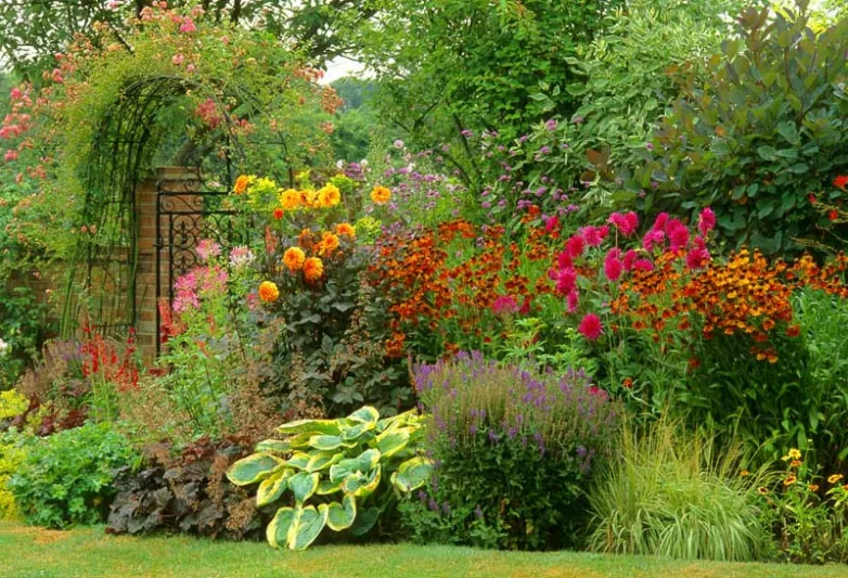 Garden Ideas, Border ideas, Perennial Planting, Perennial combination, Summer Borders, Fall Borders, Sneezweed, Helenium Moerheim Beauty, Dahlia Ambition, Verbena, Penstemon, salvia nemorosa , Hosta, Heuchera