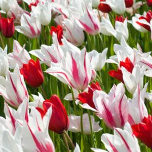 Spring Combination Ideas, Bulb Combinations, Plant Combinations, Flowerbeds Ideas, Spring Borders, Tulip Marilyn, Tulip Red Shine, Tulip White Triumphator, Tulipa Marilyn, Tulipa Red Shine, Tulipa White Triumphator