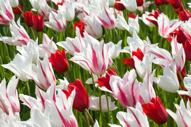 Spring Combination Ideas, Bulb Combinations, Plant Combinations, Flowerbeds Ideas, Spring Borders, Tulip Marilyn, Tulip Red Shine, Tulip White Triumphator, Tulipa Marilyn, Tulipa Red Shine, Tulipa White Triumphator