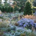 Garden Ideas, Border ideas, Perennial Planting, Perennial combination, Fall Borders, aster Raydon's Favorite, Fall Aster, Calamagrostis, Feather grass, stipa tenuissima, nasella tenuissima, Gaura