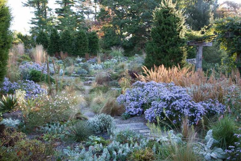 Garden Ideas, Border ideas, Perennial Planting, Perennial combination, Fall Borders, aster Raydon's Favorite, Fall Aster, Calamagrostis, Feather grass, stipa tenuissima, nasella tenuissima, Gaura