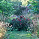 Garden Ideas, Border ideas, Perennial Planting, Perennial combination, Plant Combinations, Flower beds Ideas, Late Summer Garden Ideas, Fall Garden Ideas, Hibiscus, Calamagrostis, Verbena