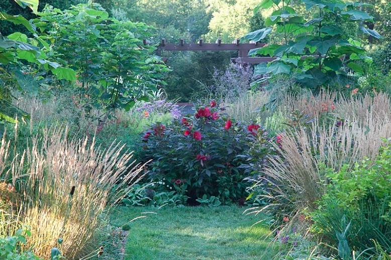 Garden Ideas, Border ideas, Perennial Planting, Perennial combination, Plant Combinations, Flower beds Ideas, Late Summer Garden Ideas, Fall Garden Ideas, Hibiscus, Calamagrostis, Verbena