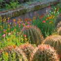 Garden ideas, landscape ideas, Drought Tolerant, Full Sun, Part sun, Mediterranean plants, Water wise garden, Low maintenance garden, Barrel Cactus, Ferocactus, California Poppies, Eschscholzia californica