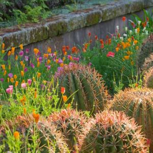 Garden ideas, landscape ideas, Drought Tolerant, Full Sun, Part sun, Mediterranean plants, Water wise garden, Low maintenance garden, Barrel Cactus, Ferocactus, California Poppies, Eschscholzia californica