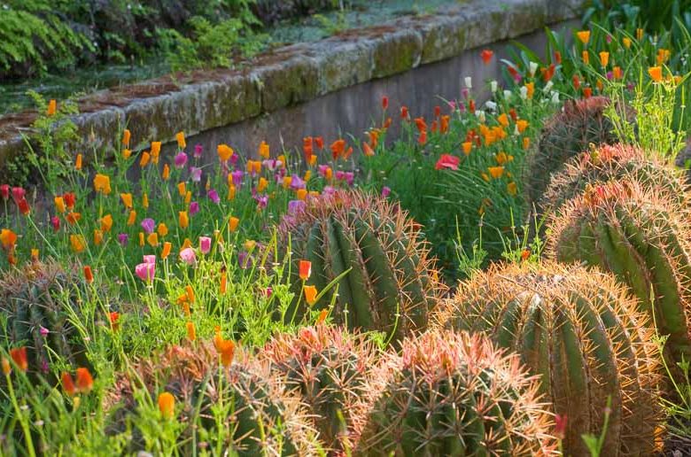 Garden ideas, landscape ideas, Drought Tolerant, Full Sun, Part sun, Mediterranean plants, Water wise garden, Low maintenance garden, Barrel Cactus, Ferocactus, California Poppies, Eschscholzia californica