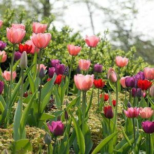Spring Combination Ideas, Bulb Combinations, Plant Combinations, Flowerbeds Ideas, Spring Borders, Tulip 'Negrita', Tulip 'Christmas Marvel',Tulip 'Pink Impression', Tulip 'Beauty Queenn', Tulip 'Cassini', Tulipa 'Negrita', Tulipa 'Christmas Marvel',Tu