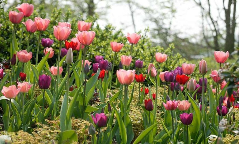 Spring Combination Ideas, Bulb Combinations, Plant Combinations, Flowerbeds Ideas, Spring Borders, Tulip 'Negrita', Tulip 'Christmas Marvel',Tulip 'Pink Impression', Tulip 'Beauty Queenn', Tulip 'Cassini', Tulipa 'Negrita', Tulipa 'Christmas Marvel',Tu