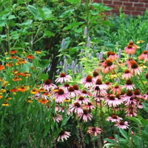 Garden Ideas, Landscape Design, Summer Bloom, Fall Bloom, Full Sun, part sun, herbaceous border, coneflower big sky, Echinacea Sundown, Echinacea Summer Sky, Anise Hyssop Blue Fortune, Agastache Blue Fortune, Helenium