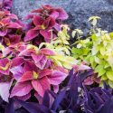 Garden Ideas, Border ideas, Plant Combination Ideas, Summer Border Idea, Tradescantia, Coleus, Purple Heart, Solenostemon, Drought tolerant plants