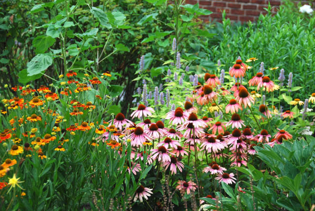 Garden Ideas, Landscape Design, Summer Bloom, Fall Bloom, Full Sun, part sun, herbaceous border, coneflower big sky, Echinacea Sundown, Echinacea Summer Sky, Anise Hyssop Blue Fortune, Agastache Blue Fortune, Helenium