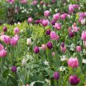 Spring Combination Ideas, Bulb Combinations, Plant Combinations, Flowerbeds Ideas, Spring Borders, Tulip Christmas Dream,Daffodil Thalia,Tulip Purple Prince,Tulip Purple Rain,Tulip Early Glory,Tulip New Design,Tulipa Christmas Dream,Narcissus Thalia,Tulip