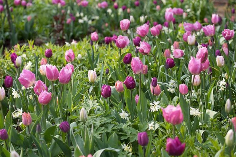 Spring Combination Ideas, Bulb Combinations, Plant Combinations, Flowerbeds Ideas, Spring Borders, Tulip Christmas Dream,Daffodil Thalia,Tulip Purple Prince,Tulip Purple Rain,Tulip Early Glory,Tulip New Design,Tulipa Christmas Dream,Narcissus Thalia,Tulip