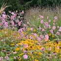 Perennial Combinations, Plant Combinations, Flowerbeds Ideas, Summer Borders, Fall Borders, Anemone hupehensis, Japanese Anemones, Rudbeckia Fulgida, Rudbeckia Goldsturm, calamagrostis acutiflora