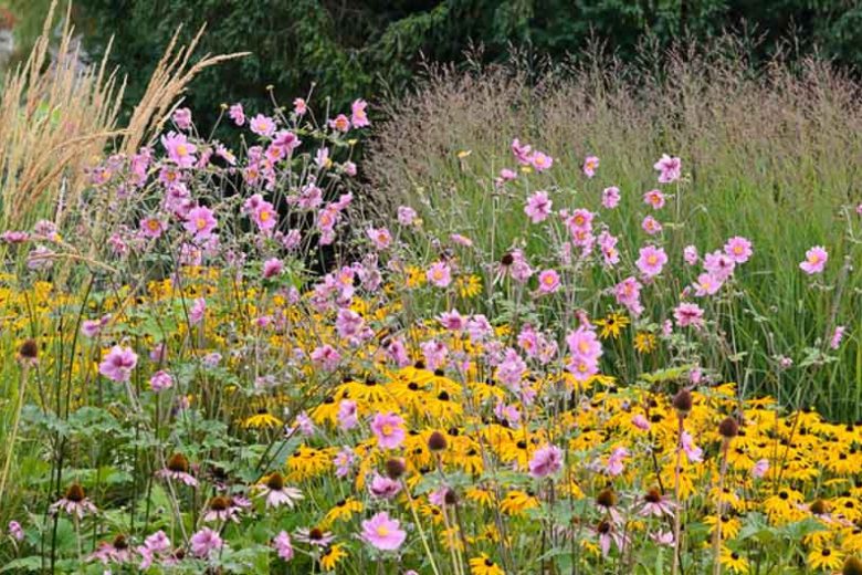 Perennial Combinations, Plant Combinations, Flowerbeds Ideas, Summer Borders, Fall Borders, Anemone hupehensis, Japanese Anemones, Rudbeckia Fulgida, Rudbeckia Goldsturm, calamagrostis acutiflora