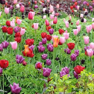 Spring Combination Ideas, Bulb Combinations, Plant Combinations, Flowerbeds Ideas, Spring Borders, Tulip Ballerina, Tulip Black Parrot, Tulip Passionale, Tulip Mistress, Tulipa Ballerina, Tulipa Black Parrot, Tulipa Passionale, Tulipa Mistress