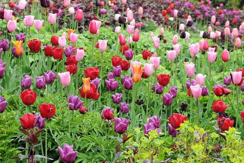 Spring Combination Ideas, Bulb Combinations, Plant Combinations, Flowerbeds Ideas, Spring Borders, Tulip Ballerina, Tulip Black Parrot, Tulip Passionale, Tulip Mistress, Tulipa Ballerina, Tulipa Black Parrot, Tulipa Passionale, Tulipa Mistress