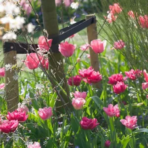 Spring Borders, Bulb Combinations, Perennial Combinations, Tulip Design Impression, Tulip Queen of Marvel, Tulip Fancy Frills, Anemone blanda Blue Shades